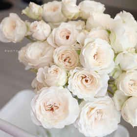 肯尼亚进口Fairly kiss white白色仙子之吻多头玫瑰10支