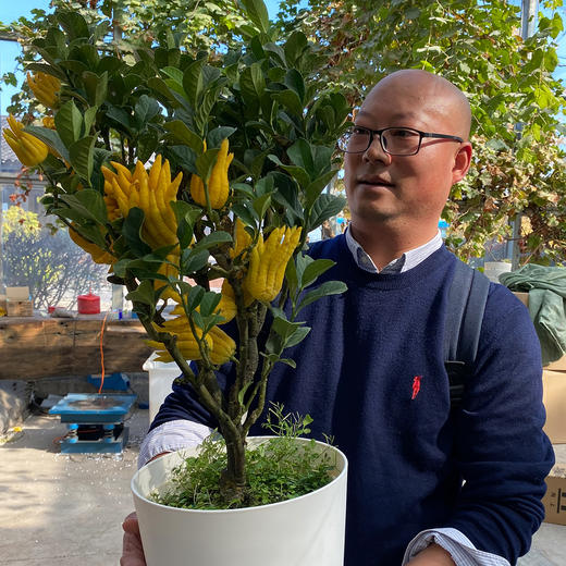 金华佛手又飘香福寿相伴第5年锦林佛手精心出品