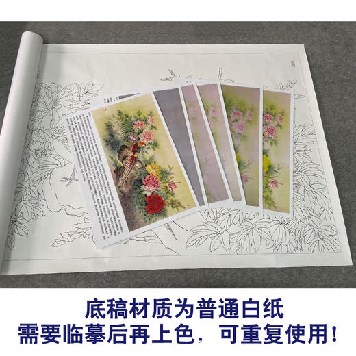 【有步骤、大彩图】郑玲玲横幅工笔画白描底稿《祥辉锦羽图》锦鸡初学者临摹花鸟线稿ZL96 商品图3