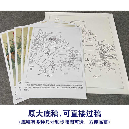 【有步骤、大彩图】郑玲玲工笔画白描底稿《和谐图》荷花螃蟹初学者临摹花鸟线稿ZL50 商品图1