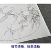 【有步骤、大彩图】郑玲玲工笔画白描稿圆形小品《临风独秀》石榴初学者临摹花鸟线稿ZL87 商品缩略图4