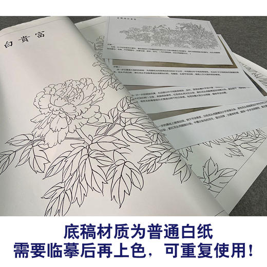 【有步骤、大彩图】郑玲玲横幅工笔画白描底稿《富贵白头图》牡丹初学者临摹花鸟线稿ZL95 商品图3