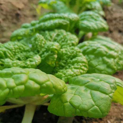 【农场发货】六里地现采黄心乌塌菜300g 商品图1