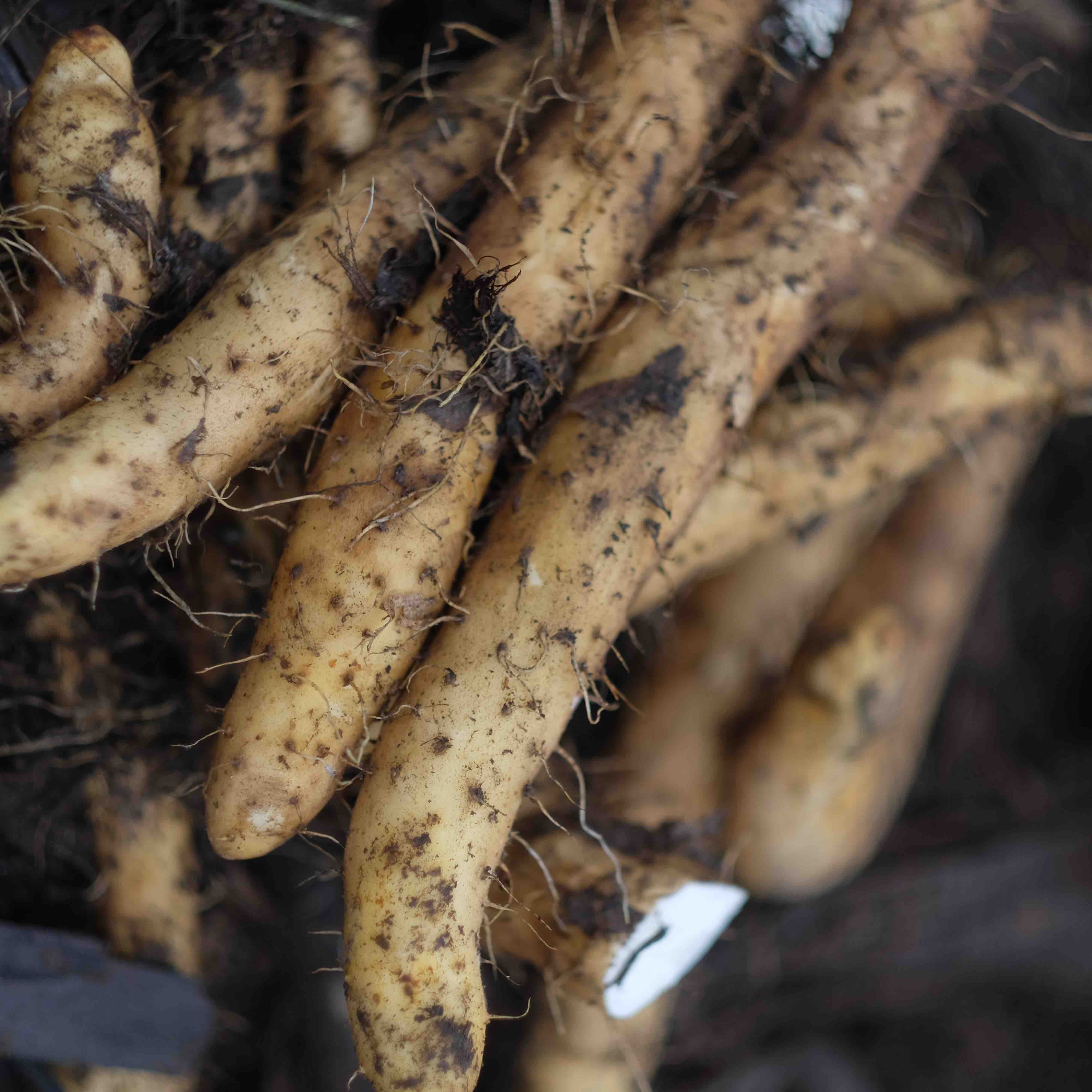 【2025新上市】【云端上的有机雪山山药】冰激凌般软糯香软 连续9年通过有机认证 生长在雅安宝兴2300米海拔的夹金山上，来之不易的高端食材