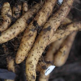 【2025新上市】【云端上的有机雪山山药】冰激凌般软糯香软 连续9年通过有机认证 生长在雅安宝兴2300米海拔的夹金山上，来之不易的高端食材