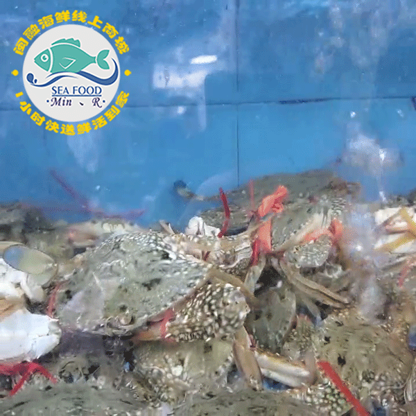 鲜活沙母蟹 /斤