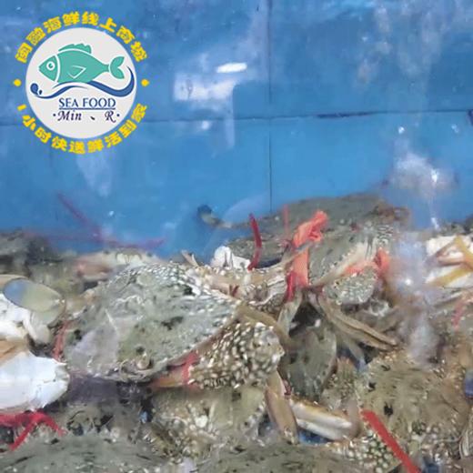 鲜活沙母蟹 /斤 商品图0