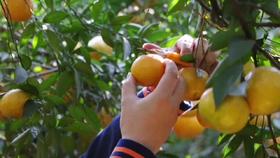 买优质圈枝陈皮，认准勐乐山 金字陈皮·东甲（2016）！