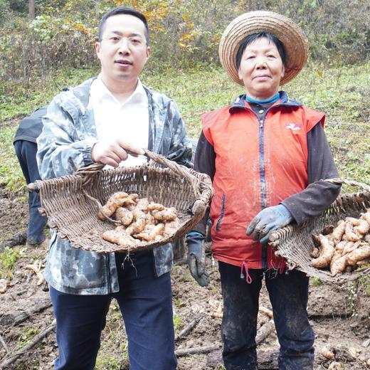 【宁商协作】 山阳县 好山货秦岭深山新鲜天麻 3斤/5斤装 商品图0