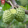 【长在树上的冰淇淋】凤梨释迦果，绵密爽滑，纯甜可口，甜蜜界的天花板 商品缩略图0