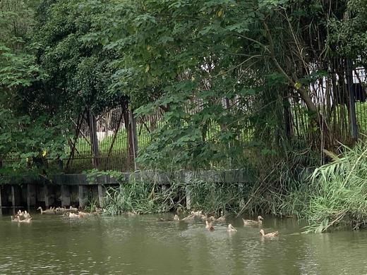 三年散养老鸭（适合虫草煲汤）（工作日晚上21点之前下单，第二天发货） 商品图1