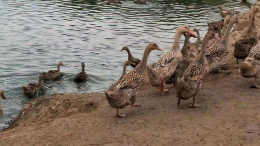 三年散养老鸭（适合虫草煲汤）（工作日晚上21点之前下单，第二天发货） 商品图0