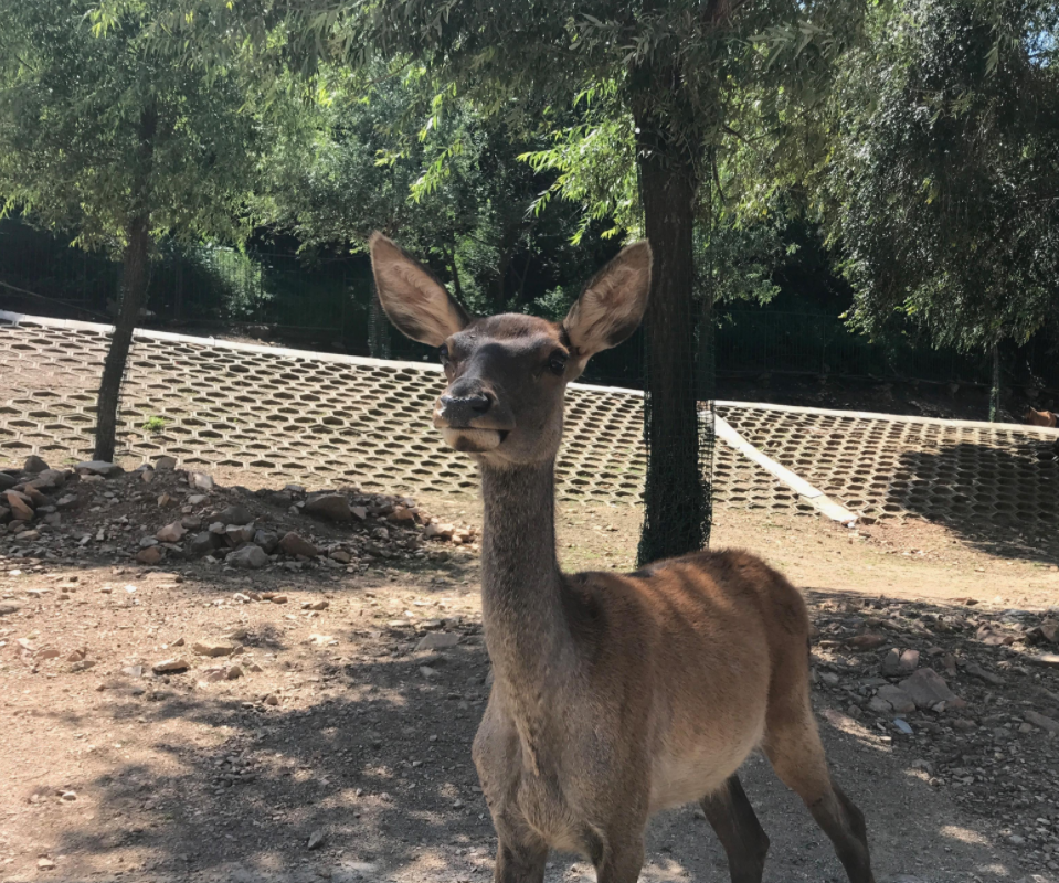 [北京]八達嶺野生動物園