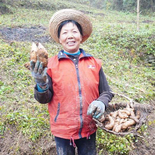 【宁商协作】 山阳县 好山货秦岭深山新鲜天麻 3斤/5斤装 商品图1