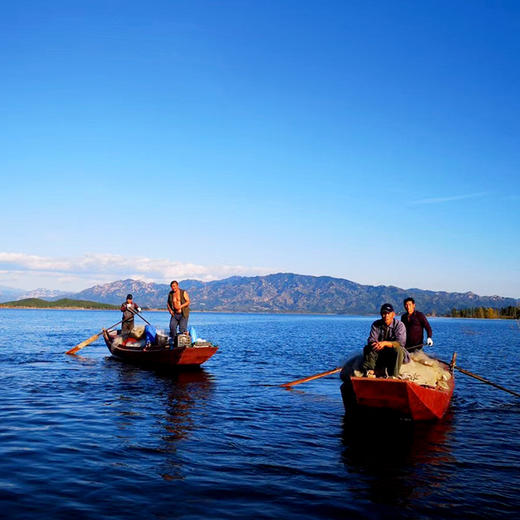 【2025 保真密云水库鱼 假一赔十】密云水库鲜鱼 密云水库鳜鱼 武昌鱼 鲫鱼 噘嘴鱼 不定时打捞 商品图4