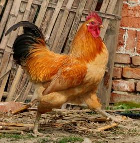 郧阳区青山散养土母鸡1只+土公鸡1只（2只杀完净重共5.7斤左右）  周六发货，需提前预定