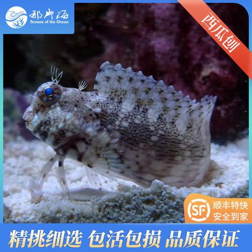 西瓜刨Salarias fasciatus 商品图0