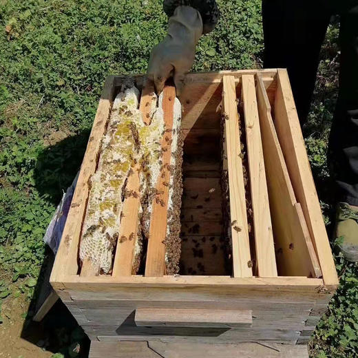 苗家土蜂蜜【1斤罐装】（大山中药材花粉蜜源） 商品图1