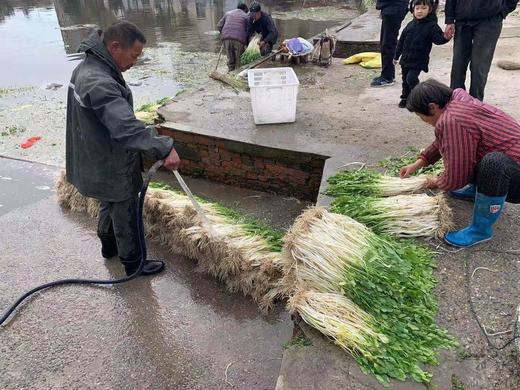 【助农】薛城芽芹（普通快递） 商品图11