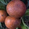 非洲乌柑（产地直发） 商品缩略图1