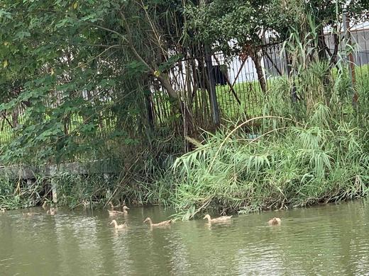 三年散养老鸭（适合虫草煲汤）（工作日晚上21点之前下单，第二天发货） 商品图2