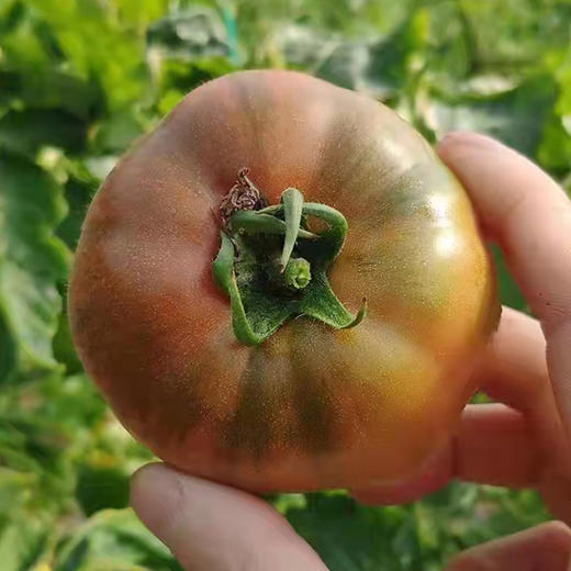 【又是一年成熟季，就是好吃】梁家院正宗盘锦碱地草莓柿子铁柿子净5斤，多年爆款产品，还是从前那个味儿~柿味浓郁，口感软沙，盘锦地理标志保护产品，顺丰/京东全国包邮（偏远地区除外） 商品图6