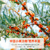 【FX】西域美农新疆沙棘原浆50ml*10袋  沙棘汁 商品缩略图2