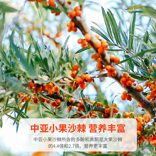 【FX】西域美农新疆沙棘原浆50ml*10袋  沙棘汁 商品图2