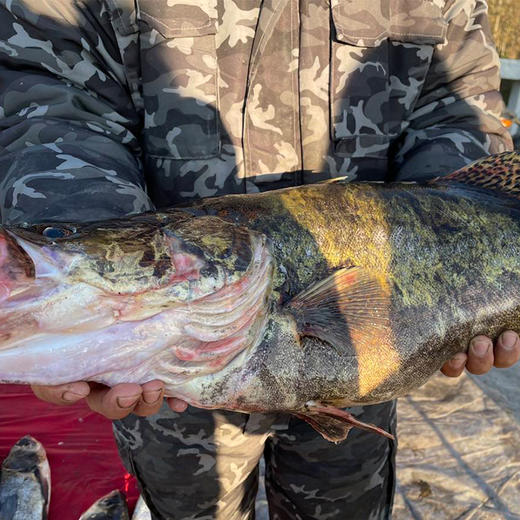 【2025 保真密云水库鱼 假一赔十】密云水库鲜鱼 密云水库鳜鱼 武昌鱼 鲫鱼 噘嘴鱼 不定时打捞 商品图3