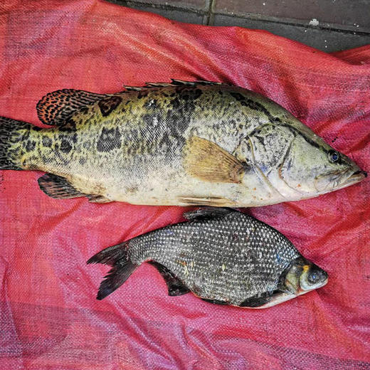 【2025 保真密云水库鱼 假一赔十】密云水库鲜鱼 密云水库鳜鱼 武昌鱼 鲫鱼 噘嘴鱼 不定时打捞 商品图5