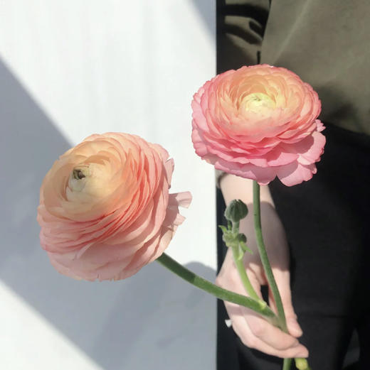 【香槟洋牡丹】5支/份 第二份减10元 商品图6