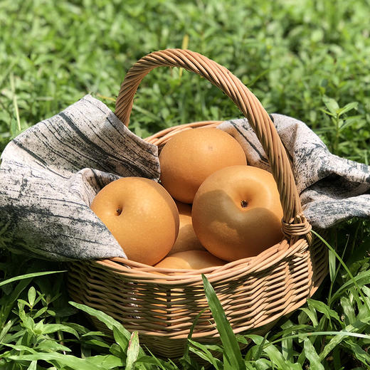 【大口畅快吃】秋月梨 脆嫩多汁 圆润饱满 细腻无渣 入口一股清甜环绕 商品图2