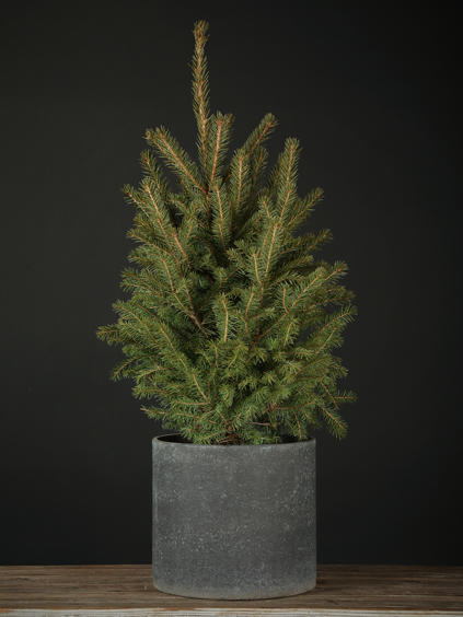 云雪衫树 商品图4