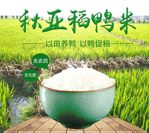 【助农】秋亚牌有机稻鸭米袋装5kg（普通快递） 商品图1