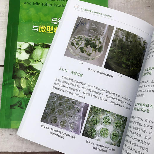 马铃薯脱毒繁育与微型薯生产实用技术 商品图10