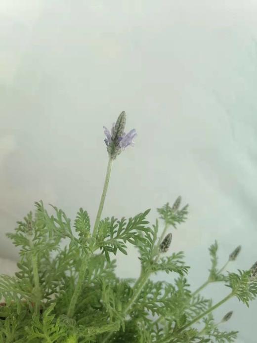 薰衣草盆栽 商品图1
