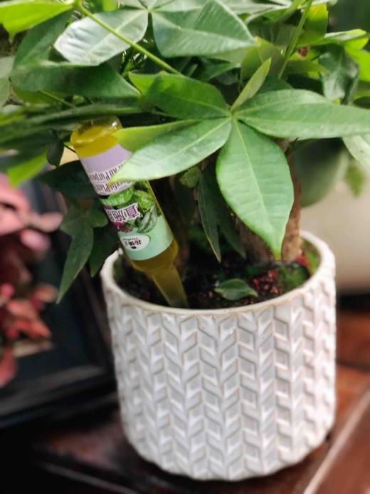 1盒10支 花博士直施肥营养液 通用型观叶观花植物 方便花肥12.9（1盒10支其中：4支观叶、4支通用、2支观花） 商品图12