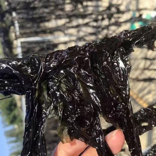 福建东山岛头水紫菜 （头水头、头水中） 商品图1