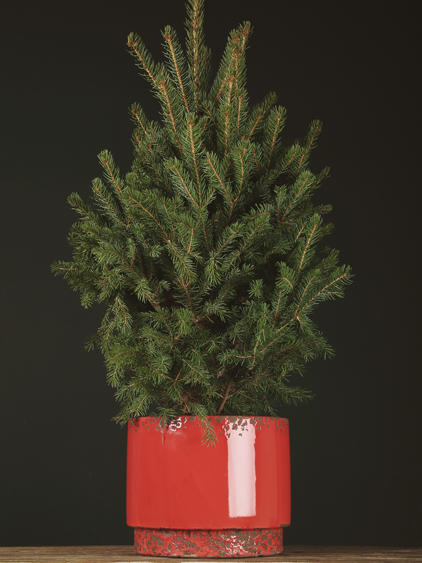 云雪衫树 商品图3