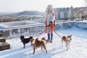 【长白山万达威斯汀】萌宠当家，戏雪乐园走起！