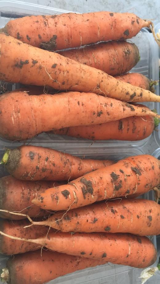 鸿翠园 有机胡萝卜 商品图1