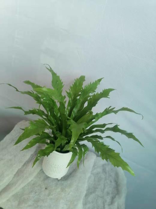 白瓷盆—鸟巢蕨 商品图1