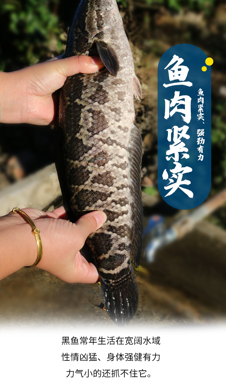 新鲜打捞生态养殖黑鱼新鲜刺少宝宝放心吃1kg鲜活水产