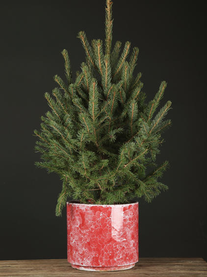 云雪衫树 商品图5