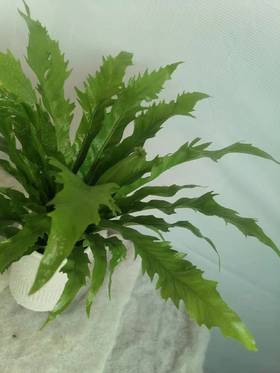 白瓷盆—鸟巢蕨