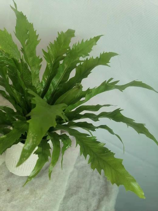 白瓷盆—鸟巢蕨 商品图0