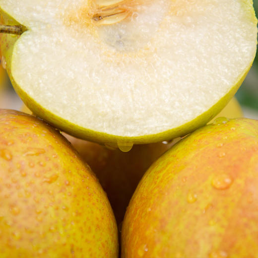 【玉露天香】隰县玉露香梨 细白柔嫩 水润多汁 酥脆无渣 独特稀有 初恋般甜蜜 商品图0