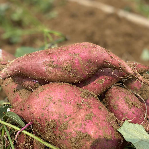 【一口惊艳】一点红香薯 粉糯香甜 新鲜现挖 惊艳你的冰淇淋番薯 新鲜每一口 商品图4