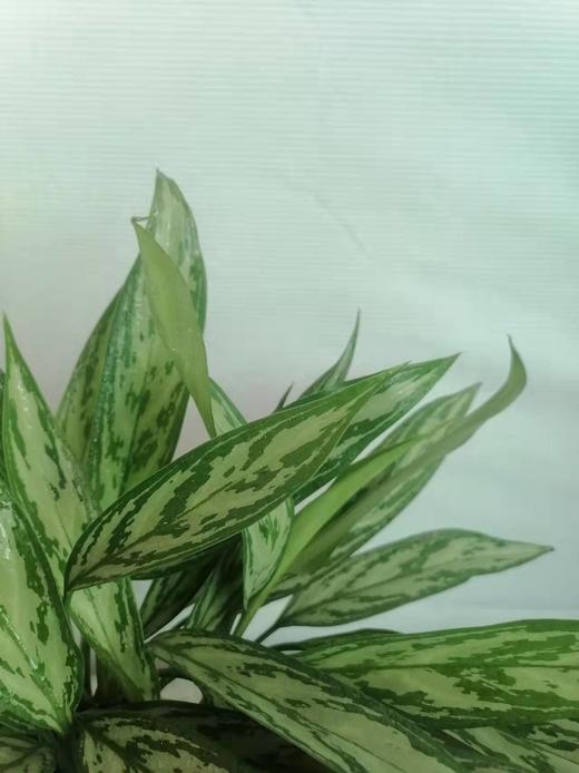 白点黑盆—黑美人万年青 商品图0