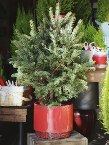 云雪衫树 商品图0